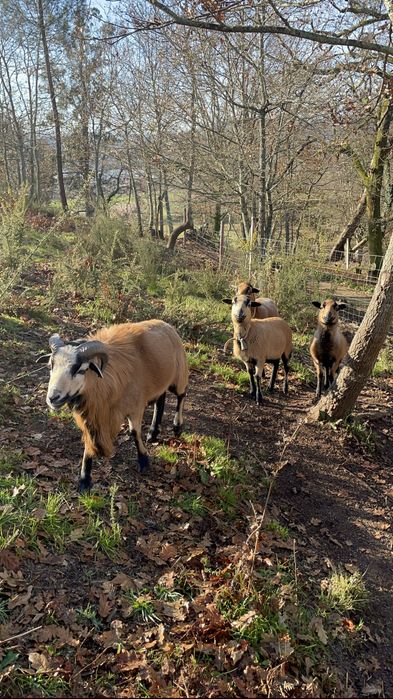 Ovelhas de raça pura