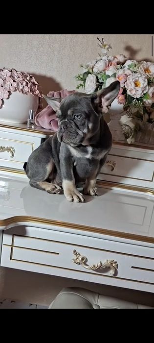 мальчик французский бульдог