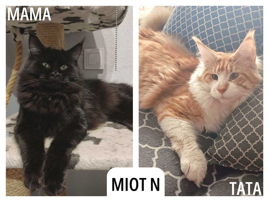 Kotka Maine Coon