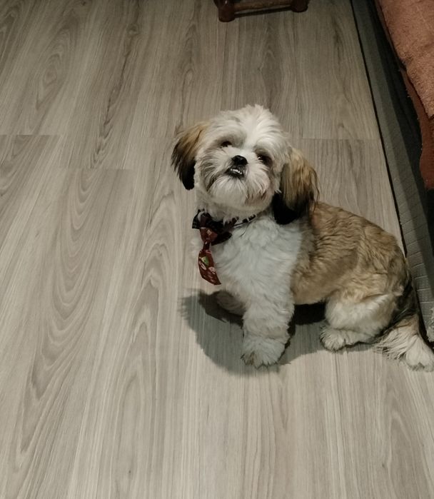 Oddam pieska w dobre ręce