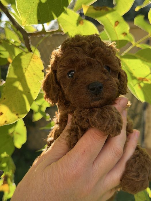 Szczenięta pudla w kolorze red brown