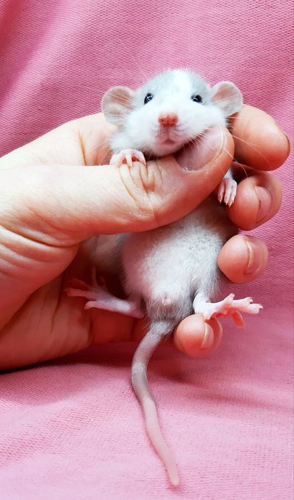 Крыски дамбо,крысы декоративные,крысята