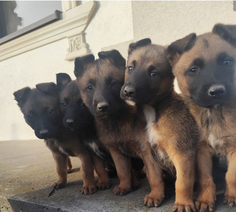 Szczenię Owczarek Belgijski Malinois