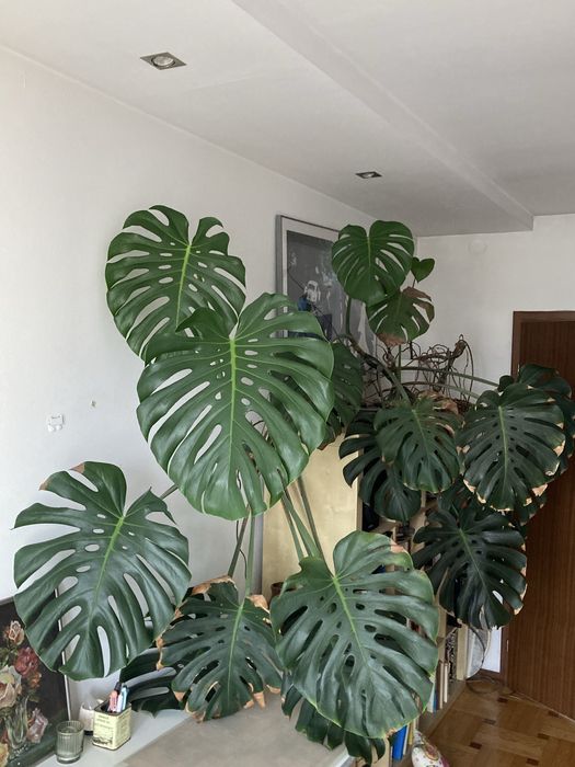 Bardzo duża Monstera