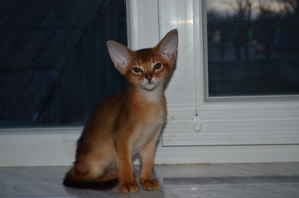 Абиссинский мальчик)