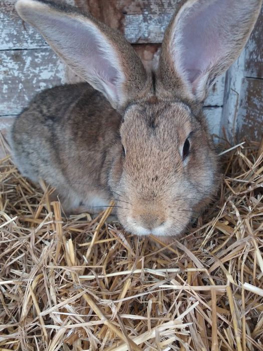 Zamiienię samca na samice