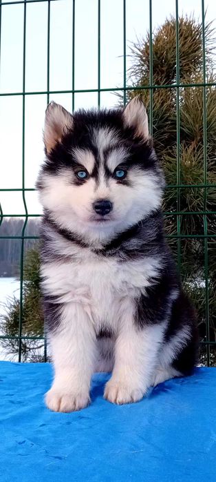 Husky syberyjski suczka