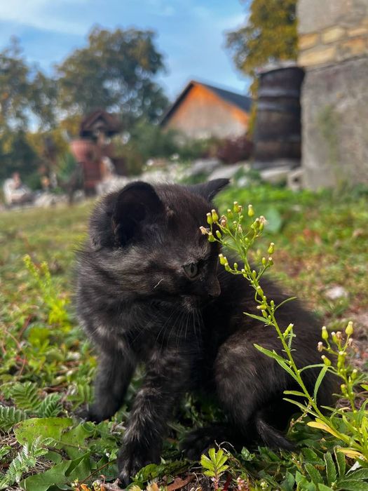 Відамо в хороші руки кошенята