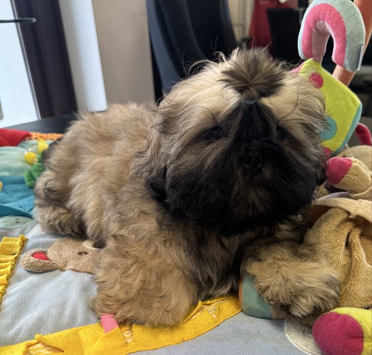 Shih Tzu Zkwp FCI. Śliczny szczeniak