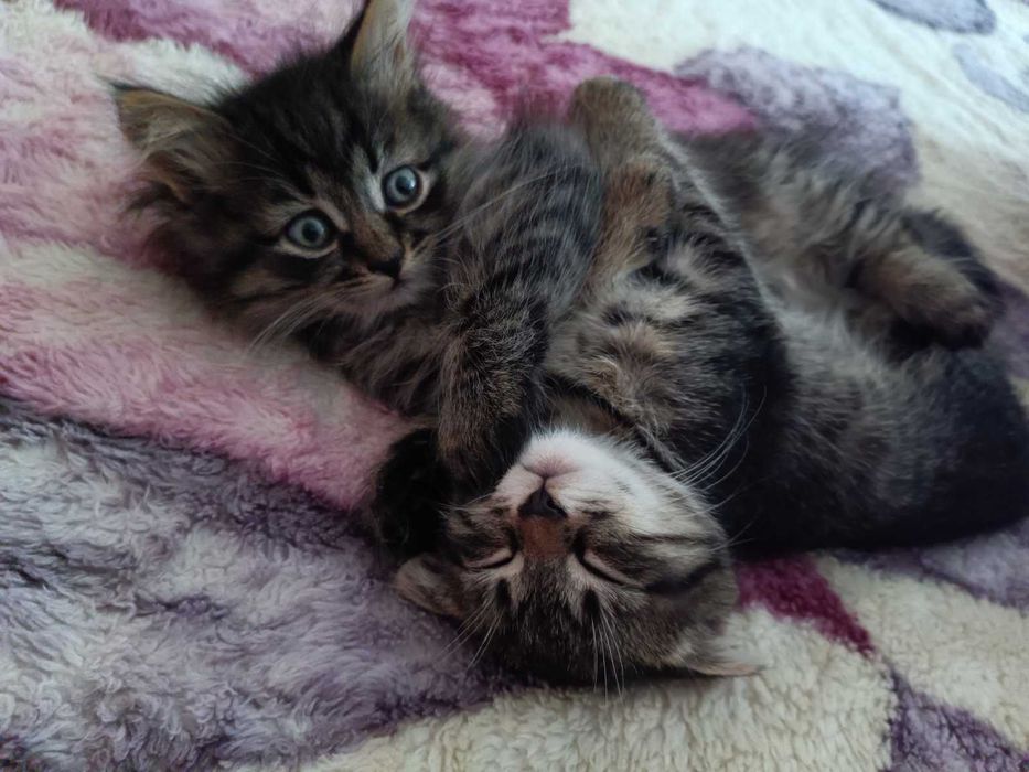 Кошенята