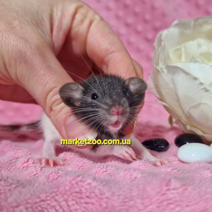 Щурик капюшончатий,щуренята,крысята,крыски,криски,крысы,криси