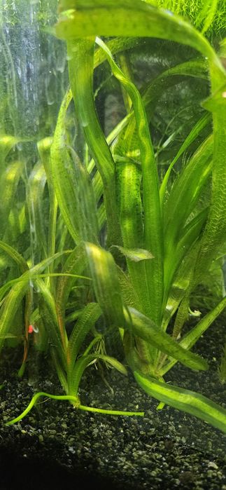 Rośliny akwariowe Vallisneria spiralis 'Tiger