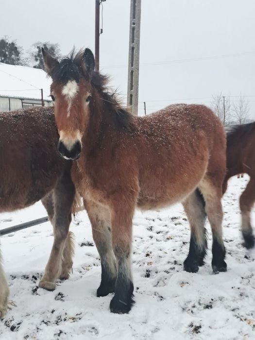 Źrebaki zimnokrwiste ogierki pkz