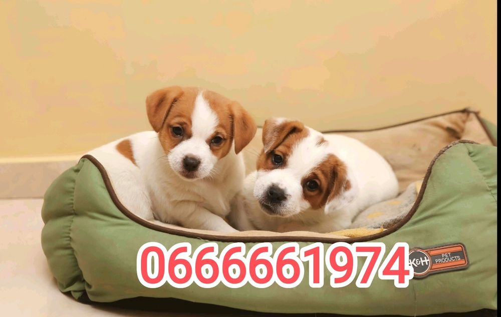 Джек Рассел тер'єр з документами клубу КСУ