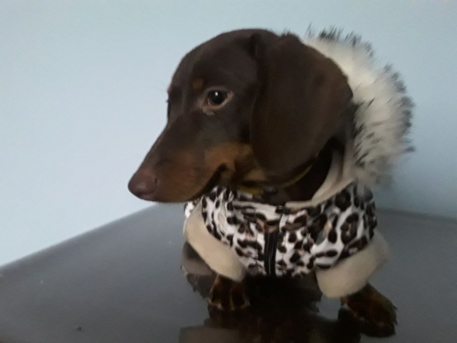 Продам міні - такса шоколадного окрасу