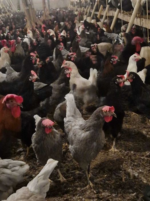 Kury Rosa nioski z wolnego wybiegu. Dominant Tetra Dowóz gratis