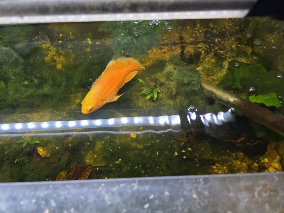 Oscar grande, 2 oscares pequenos, 5 plecos grandes