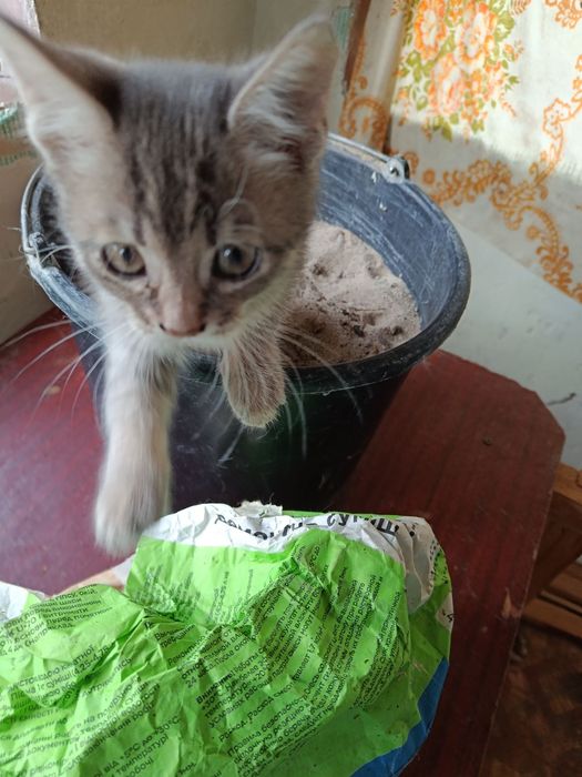 отдам котят в хорошие руки. Трое мальчиков и три девочки