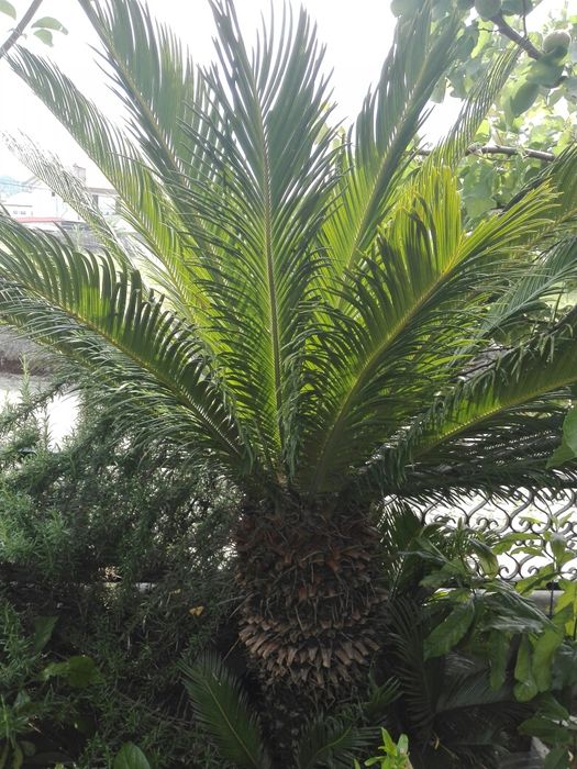 Cica grande, media e pequenas