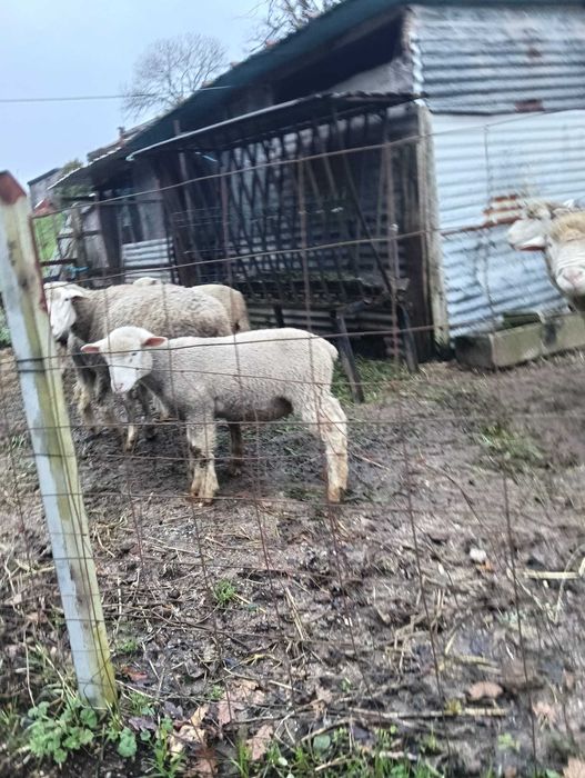 Borrego Cruzado de Ile de Françe