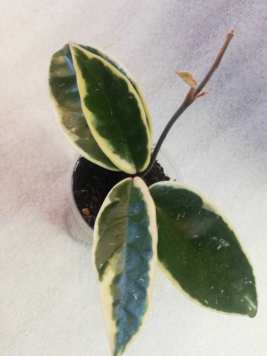 Hoya hoja krimson queen - ukorzeniona sadzonka