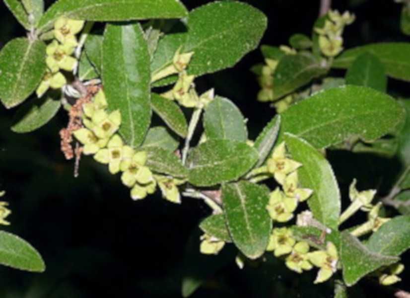 OLIWNIK BALDASZKOWY - sadzonki w doniczkach UNIKAT