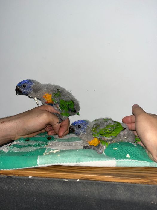 Varias aves dimesticadas  reserve ja!!