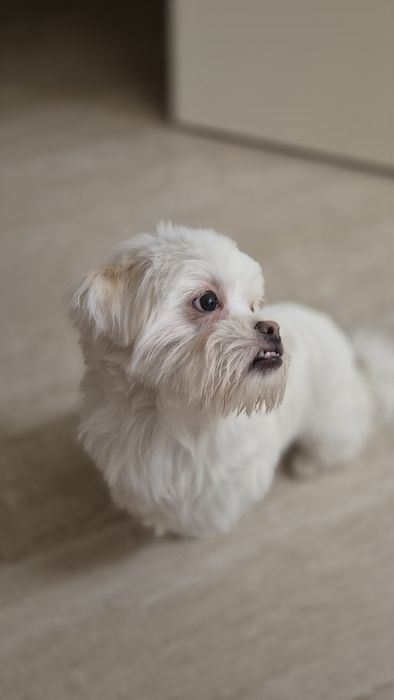 Цуценя мальтійської балонки