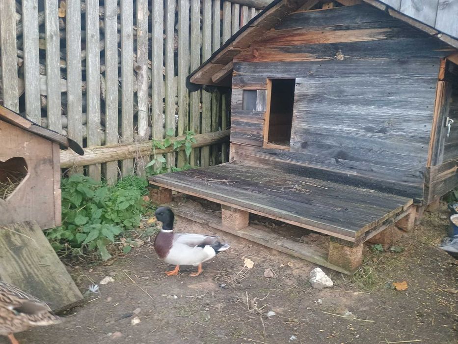 Kaczorek call duck - zeszłoroczny.