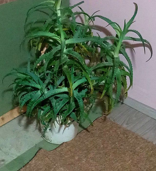 Продам алоє недорого