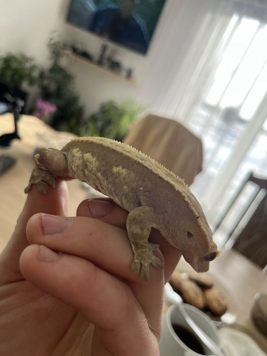 Gekony orzesione z wyposażeniem