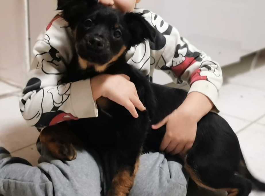 Szczeniaki do oddania