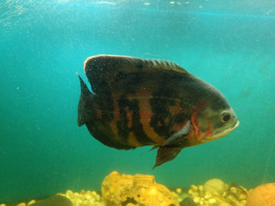 Астронотус (голубой оскар)