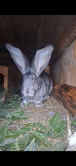 Кролики  Б.В є різні по віку