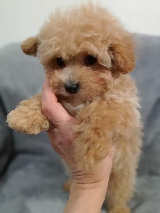 Хлопчик,міні- МальтіпуF1