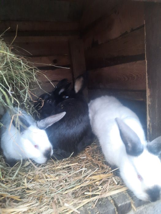 Kroliki krolik roczne