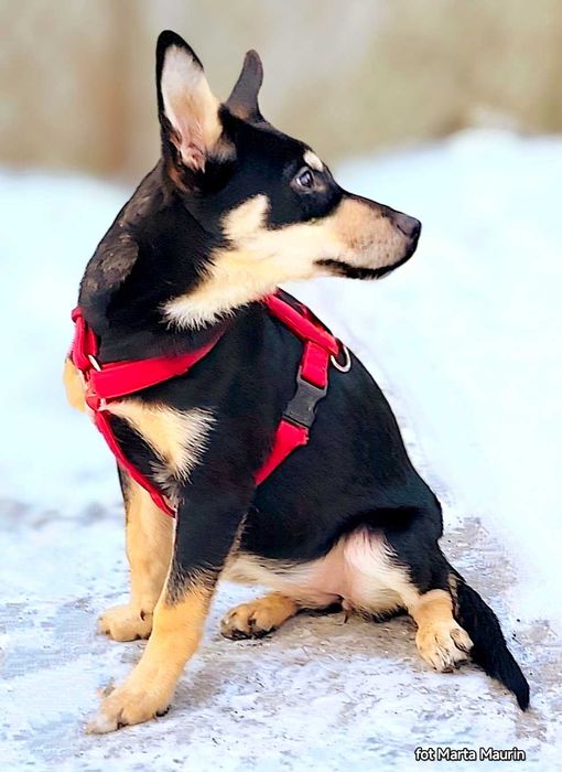 FIBI szczeniak kochajacy wszystkich ludzi