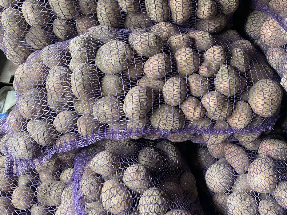 Продається картопля сорт СКАРЛЕТ