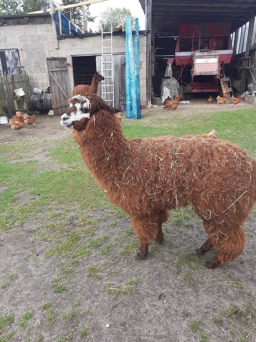 Sprzedam alpake samczyka