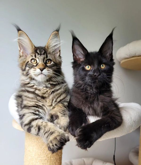 Кошенята, дівчата і хлопчики мейнкун