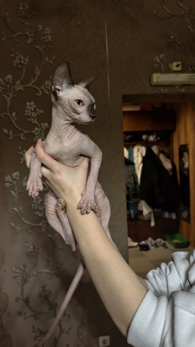 Котята Канадского Сфинкса