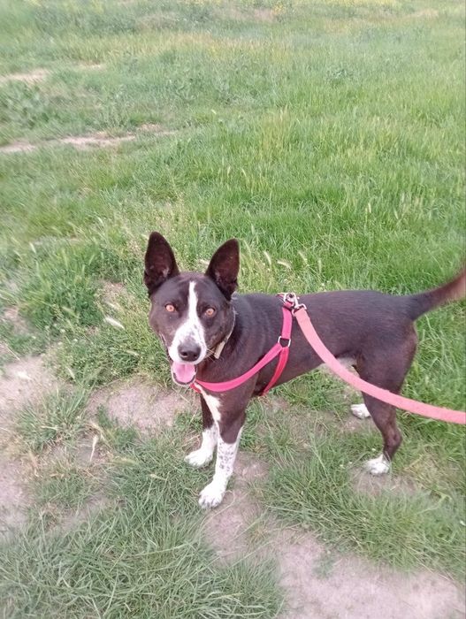 Отдам в добрые руки не на цепь