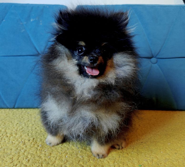 Szpic miniaturowy/Pomeranian BezoweLove FCI ZKwP