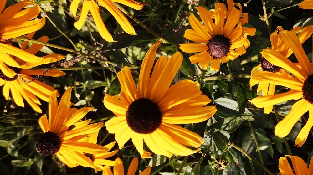 20 sz. Bylin mixuj dowolnie-Kocimiętka  przetacznik, rudbekia
