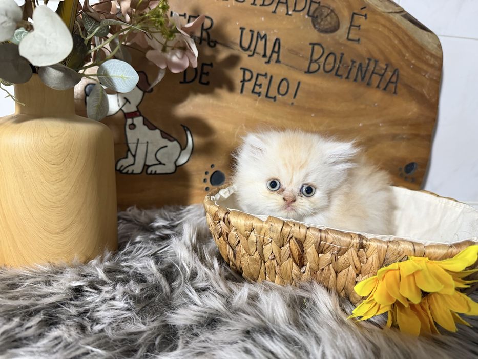 Gato persa menino