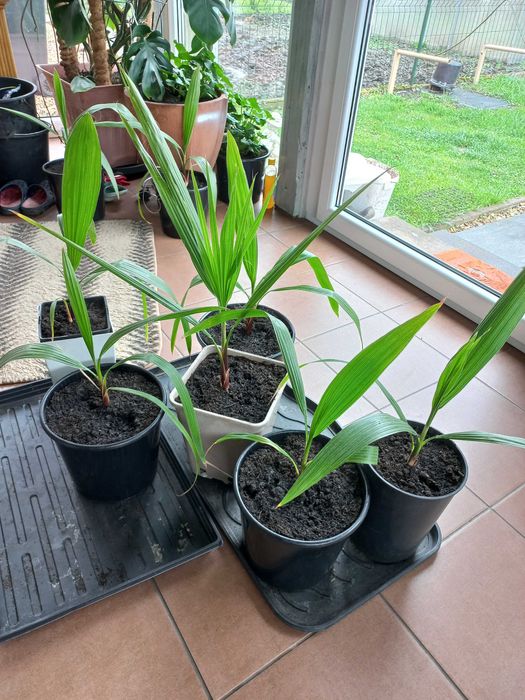 Palma Washingtonia Robusta 50 cm