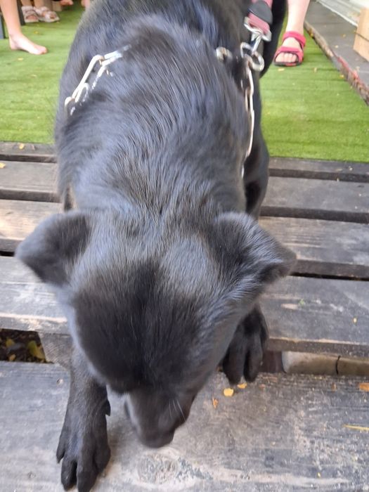 Oddam za darmo młody pies w typie labradora