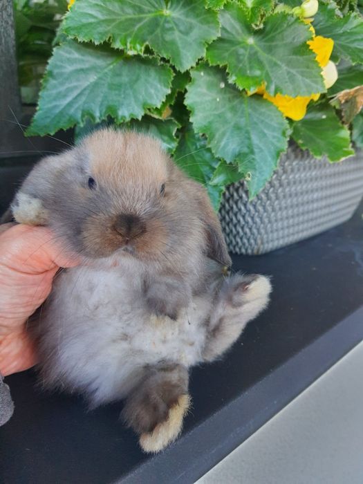 Kroliki baranek miniaturka karzelek mini lop. Cena CAŁKOWITA.