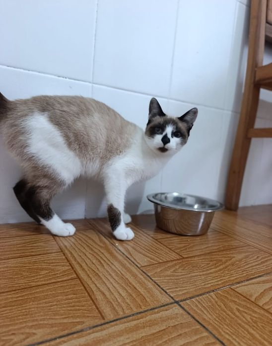 Gatas disponíveis para adoção