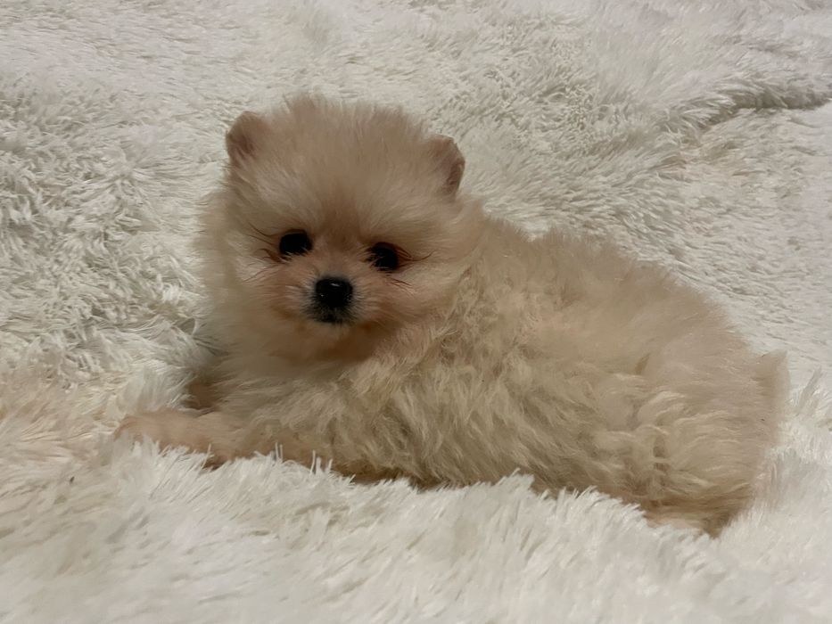 Pomeranian suczka mini